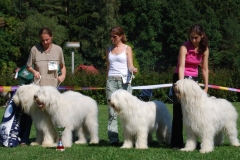 Výstava kavkazských psů 2008